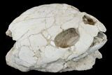 Fossil Turtle (Lytoloma) Skull - Khouribga, Morocco #113361-3